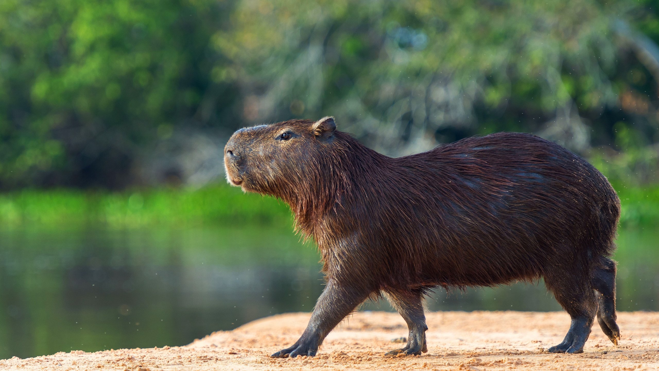 Capybaras: Friendly Giants of the Rodent Community - AZPetVet